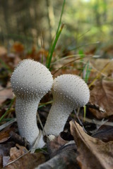 Lycoperdon perlatum
