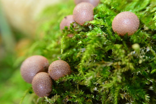 Mycetozoa, Eumycetozoa Lycogala epidendrum