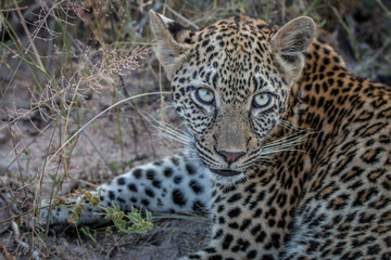 Naklejka na ściany i meble Close up of a young female Leopard.