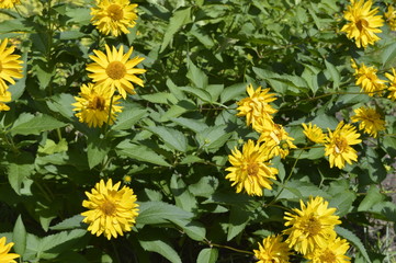 Beautiful, tall flowers like yellow daisies