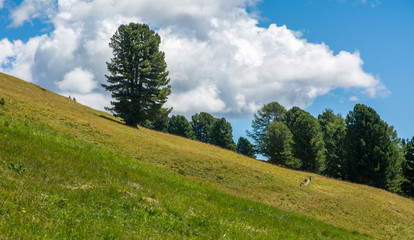 Mountain meadow with green trees and a blue sky