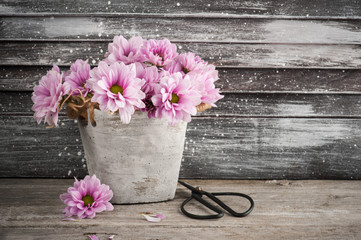 Fototapeta na wymiar Pink chrysanthemum in concrete pot with scissors