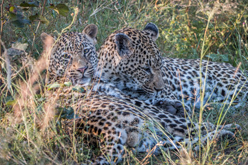 A mother Leopard playing with her cubs.