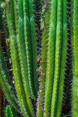 Cactus plant natural background