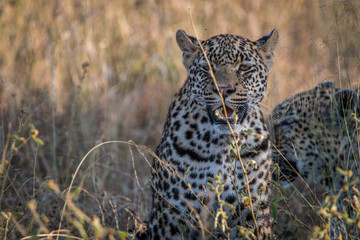 Two Leopards bonding in the grass.