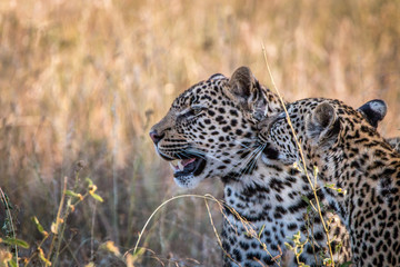 Two Leopards bonding in the grass.