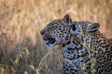 Two Leopards bonding in the grass.