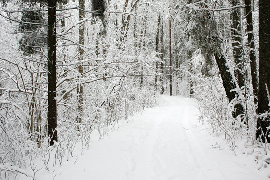 Small old winter road through forest in Latvia.
