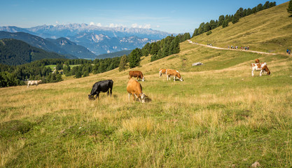 Fototapeta na wymiar view of alpine mountain scenary with grazed cows on a summer day. Dolomites mountains, South Tyrol, Italy