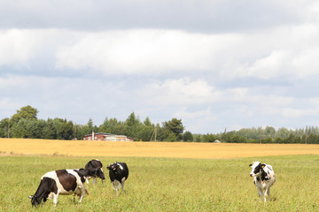 Countryside farm view with clouds and cows.