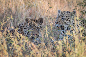 Fototapeta na wymiar Two Leopards bonding in the grass.