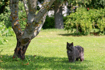 Cat standing in small garden under tree.