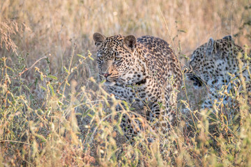 Two Leopards bonding in the grass.