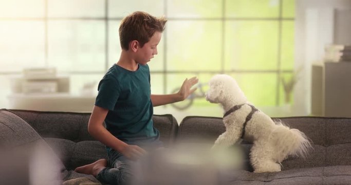 Boy And Dog Doing High Five On The Couch