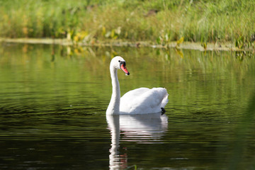White swan swimming in small lake.