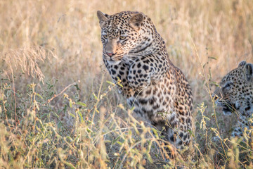 A Leopard jumping in the grass.