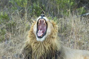 Obraz na płótnie Canvas Male Lion yawning in the shade