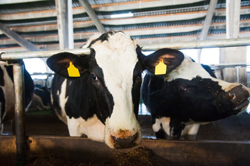 Cows in a farm. Dairy cows