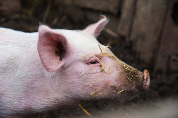 Domestic pigs on a farm