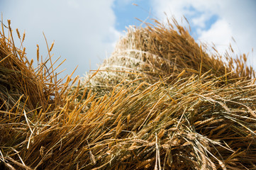 Fototapeta na wymiar Storage with piles of stacks of hay