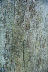 Texture bark of pine tree closeup