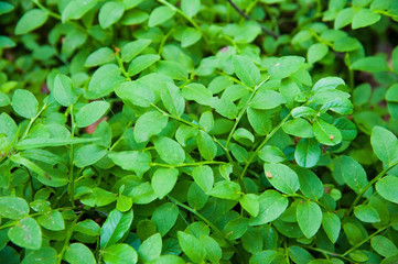Green leaves foliage texture background