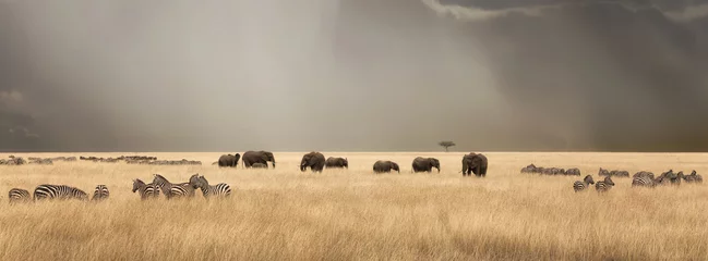 Stürmischer Himmel über der Masai Mara mit Elefanten und Zebras © Rixie