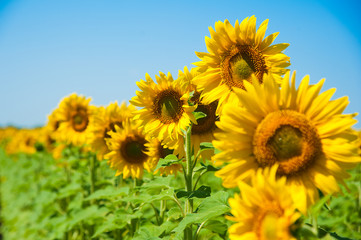 Fototapeta premium Sunflower field. Summer landscape
