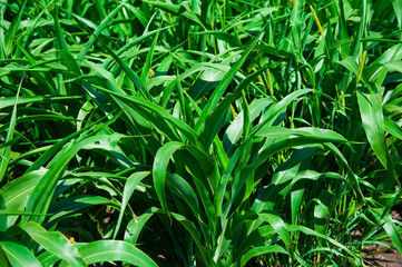 Green corn field