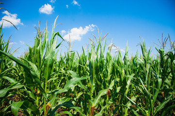 Fototapeta premium Green corn field