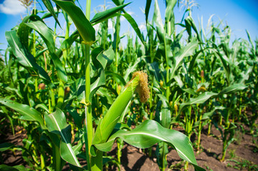 Green corn field