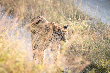 A Leopard walking on the road.