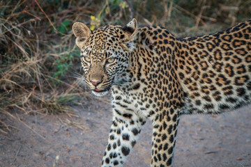 Obraz na płótnie Canvas A Leopard walking on the road.