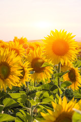 Field of sunflowers in sunny weather