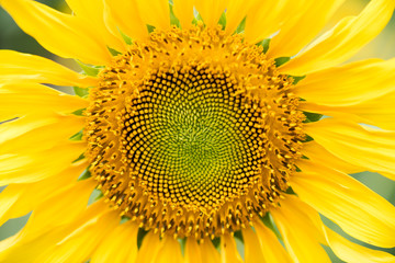 Sunflower head close-up in summer in China