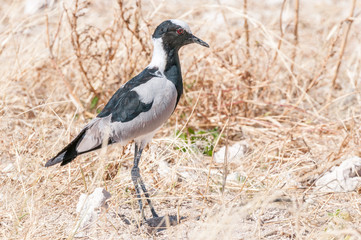 Blacksmith lapwing, also called a blacksmith plover