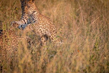Two Leopards bounding in the grass.