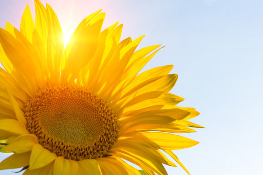 Sunflower in sunny weather. background. copy space