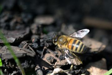 Makroaufnahme Bienen