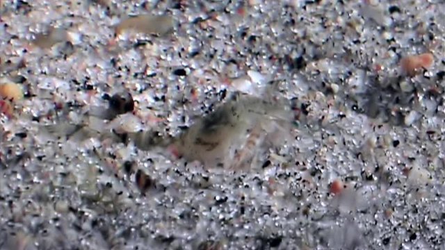 Glass shrimp eat fish and masked underwater seabed of White Sea Russia. Uniquemacro video close up. Predators of marine life on the background of pure and transparent water stones.