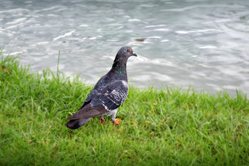 Dove in the park