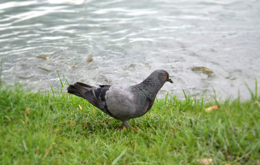 Dove in the park