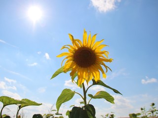 Naklejka premium Sonenblume im Gegenlicht