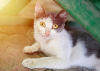 Obraz premium cat with expressive eyes