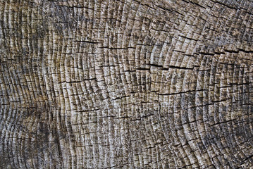 Fototapeta premium Rough weathered surface of a tree stump