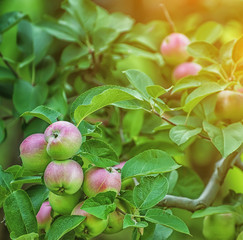 There are many apples on the branches of a tree in the garden. Lovely soft sunlight. Natural backdrop of the garden.

