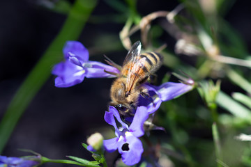 Makros Bienen