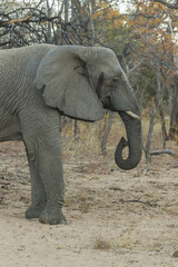 Female elephant with a curled trunk