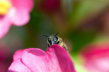 Makros Bienen