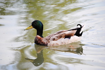 Canard